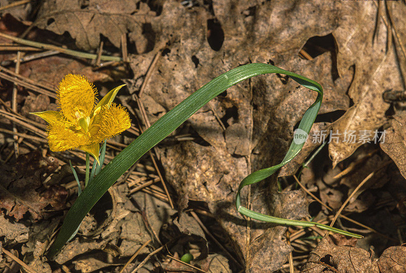 黄星郁金香，Calochortus monophyllus，松树林，加利福尼亚州。